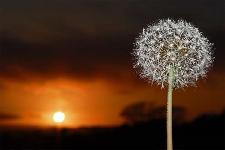 Dandelion clock