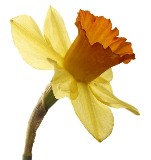 Daffodil