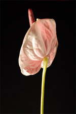 Anthurium
