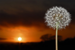 Dandelion clock