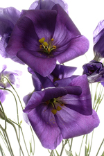 Lisianthus