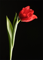 Tulip